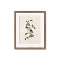 Picture of Swaying Foliage III _GroupedProduct_Rectangle_Portrait_Framed_Matted_