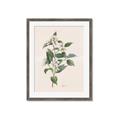 Picture of Swaying Foliage IV _GroupedProduct_Rectangle_Portrait_Framed_Matted_