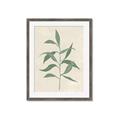 Picture of Swaying Foliage V _GroupedProduct_Rectangle_Portrait_Framed_Matted_
