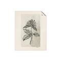 Picture of Vintage Flower II _GroupedProduct_Rectangle_Portrait_Unframed_Print_Only_