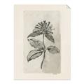 Picture of Vintage Flower II _GroupedProduct_Rectangle_Portrait_Unframed_Print_Only_