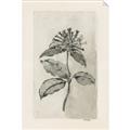Picture of Vintage Flower II _GroupedProduct_Rectangle_Portrait_Unframed_Print_Only_