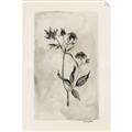 Picture of Vintage Flower IV _GroupedProduct_Rectangle_Portrait_Unframed_Print_Only_