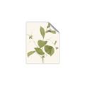 Picture of Leaf Mirage II _GroupedProduct_Rectangle_Portrait_Unframed_Print_Only_