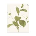 Picture of Leaf Mirage II _GroupedProduct_Rectangle_Portrait_Unframed_Print_Only_