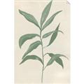 Picture of Swaying Foliage II _GroupedProduct_Rectangle_Portrait_Unframed_Print_Only_