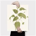Picture of Leaf Mirage I _GroupedProduct_Rectangle_Portrait_Canvas_