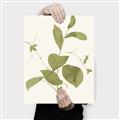Picture of Leaf Mirage II _GroupedProduct_Rectangle_Portrait_Canvas_