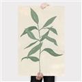 Picture of Swaying Foliage I _GroupedProduct_Rectangle_Portrait_Canvas_