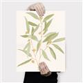 Picture of Botanical Strand II _GroupedProduct_Rectangle_Portrait_Canvas_