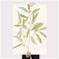 Picture of Botanical Strand II _GroupedProduct_Rectangle_Portrait_Canvas_