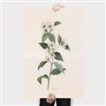 Picture of Swaying Foliage III _GroupedProduct_Rectangle_Portrait_Canvas_