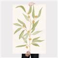 Picture of Botanical Strand III _GroupedProduct_Rectangle_Portrait_Canvas_