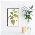 Picture of Leaf Mirage I _GroupedProduct_Rectangle_Portrait_Canvas_Framed_