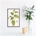 Picture of Leaf Mirage I _GroupedProduct_Rectangle_Portrait_Canvas_Framed_