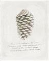 Picture of Pinecone Tidings I _GroupedProduct_Rectangle_Portrait_Unframed_Print_Only_
