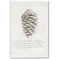 Picture of Pinecone Tidings I _GroupedProduct_Rectangle_Portrait_Canvas_
