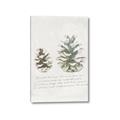 Picture of Pinecone Tidings II _GroupedProduct_Rectangle_Portrait_Canvas_