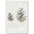 Picture of Pinecone Tidings II _GroupedProduct_Rectangle_Portrait_Canvas_