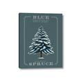 Picture of Blue Spruce _GroupedProduct_Rectangle_Portrait_Canvas_