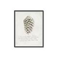 Picture of Pinecone Tidings I _GroupedProduct_Rectangle_Portrait_Canvas_Framed_