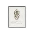 Picture of Pinecone Tidings I _GroupedProduct_Rectangle_Portrait_Canvas_Framed_
