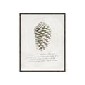 Picture of Pinecone Tidings I _GroupedProduct_Rectangle_Portrait_Canvas_Framed_