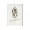 Picture of Pinecone Tidings I _GroupedProduct_Rectangle_Portrait_Canvas_Framed_