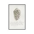 Picture of Pinecone Tidings I _GroupedProduct_Rectangle_Portrait_Canvas_Framed_