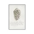 Picture of Pinecone Tidings I _GroupedProduct_Rectangle_Portrait_Canvas_Framed_