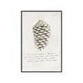 Picture of Pinecone Tidings I _GroupedProduct_Rectangle_Portrait_Canvas_Framed_