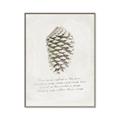 Picture of Pinecone Tidings I _GroupedProduct_Rectangle_Portrait_Canvas_Framed_