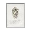Picture of Pinecone Tidings I _GroupedProduct_Rectangle_Portrait_Canvas_Framed_