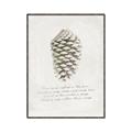 Picture of Pinecone Tidings I _GroupedProduct_Rectangle_Portrait_Canvas_Framed_