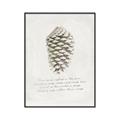 Picture of Pinecone Tidings I _GroupedProduct_Rectangle_Portrait_Canvas_Framed_