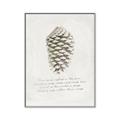 Picture of Pinecone Tidings I _GroupedProduct_Rectangle_Portrait_Canvas_Framed_