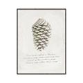 Picture of Pinecone Tidings I _GroupedProduct_Rectangle_Portrait_Canvas_Framed_