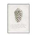 Picture of Pinecone Tidings I _GroupedProduct_Rectangle_Portrait_Canvas_Framed_