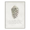Picture of Pinecone Tidings I _GroupedProduct_Rectangle_Portrait_Canvas_Framed_