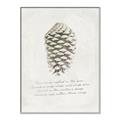Picture of Pinecone Tidings I _GroupedProduct_Rectangle_Portrait_Canvas_Framed_