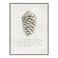 Picture of Pinecone Tidings I _GroupedProduct_Rectangle_Portrait_Canvas_Framed_