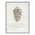 Picture of Pinecone Tidings I _GroupedProduct_Rectangle_Portrait_Canvas_Framed_