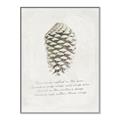 Picture of Pinecone Tidings I _GroupedProduct_Rectangle_Portrait_Canvas_Framed_
