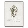 Picture of Pinecone Tidings I _GroupedProduct_Rectangle_Portrait_Canvas_Framed_