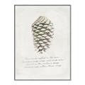 Picture of Pinecone Tidings I _GroupedProduct_Rectangle_Portrait_Canvas_Framed_