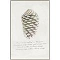 Picture of Pinecone Tidings I _GroupedProduct_Rectangle_Portrait_Canvas_Framed_