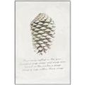 Picture of Pinecone Tidings I _GroupedProduct_Rectangle_Portrait_Canvas_Framed_