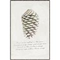 Picture of Pinecone Tidings I _GroupedProduct_Rectangle_Portrait_Canvas_Framed_