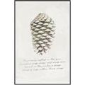 Picture of Pinecone Tidings I _GroupedProduct_Rectangle_Portrait_Canvas_Framed_
