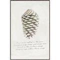 Picture of Pinecone Tidings I _GroupedProduct_Rectangle_Portrait_Canvas_Framed_